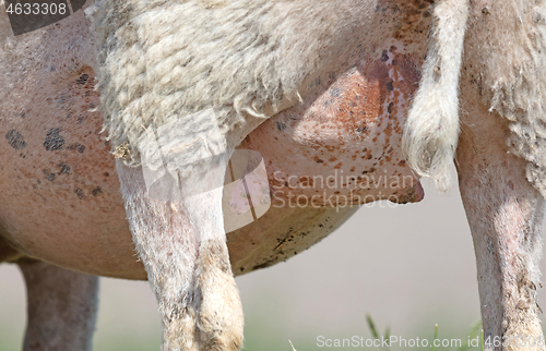 Image of Close-up of sheep udder