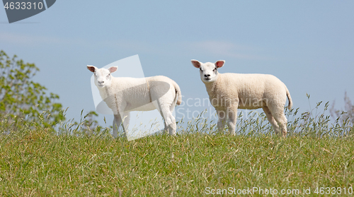 Image of Young small sheep