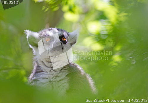 Image of Ring tailed lemur (Lemur catta)