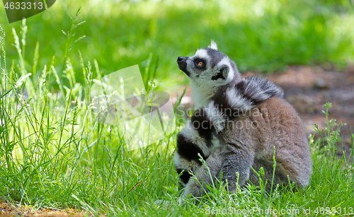 Image of Ring tailed lemur (Lemur catta)
