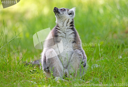 Image of Ring tailed lemur (Lemur catta)