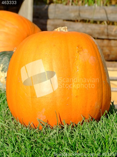 Image of Orange pumpkin