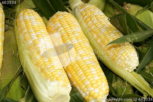 Image of Corn cobs at the market