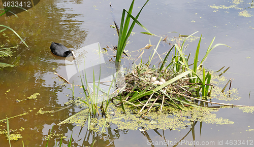 Image of Coot`s nest coot with eggs