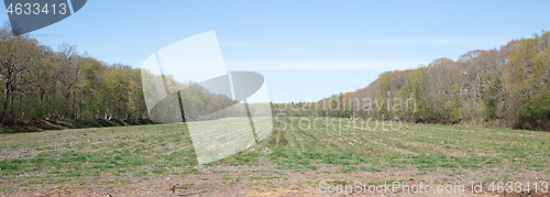 Image of Green meadow surrounded by trees 