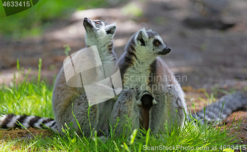 Image of Ring-tailed lemur with a baby