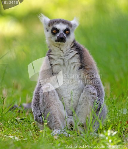 Image of Ring tailed lemur (Lemur catta)