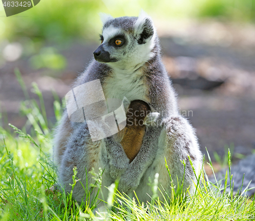 Image of Ring-tailed lemur with a baby