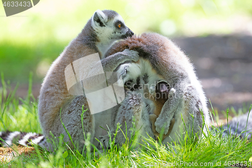 Image of Ring-tailed lemur with a baby