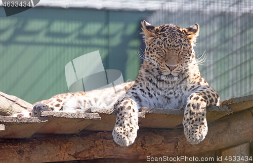 Image of Large leopard resting