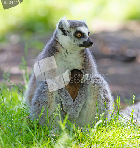 Image of Ring-tailed lemur with a baby