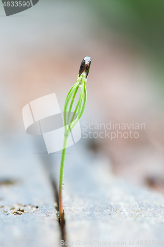 Image of Little tiny green grass growing out of a tree stump in a spring. New life.