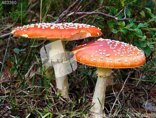 Image of Amanita muscaria