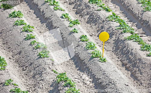 Image of Yellow label in an agricultural field