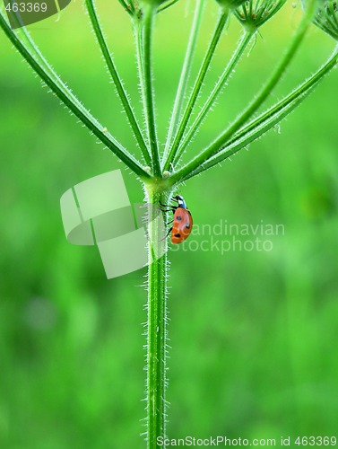 Image of Ladybug