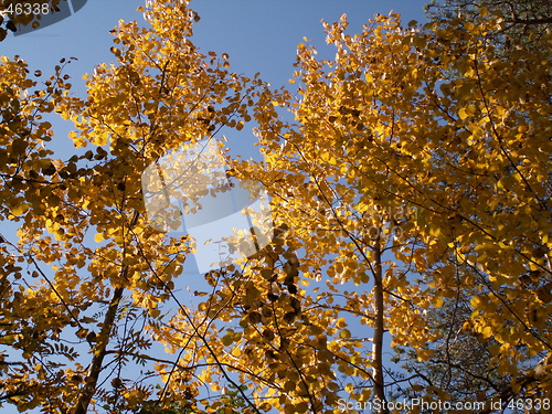 Image of Leaf