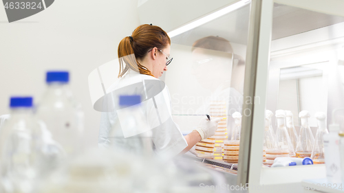 Image of Female scientist working with bacteria in laminar flow at corona virus vaccine development laboratory research facility.