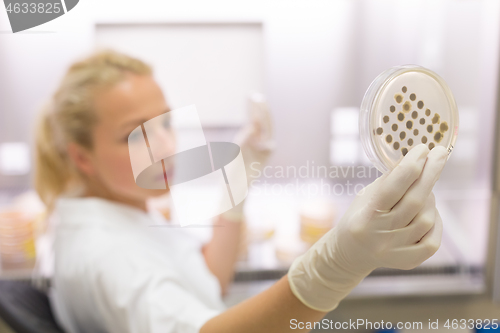 Image of Scientist growing bacteria in petri dishes on agar gel as a part of scientific experiment.