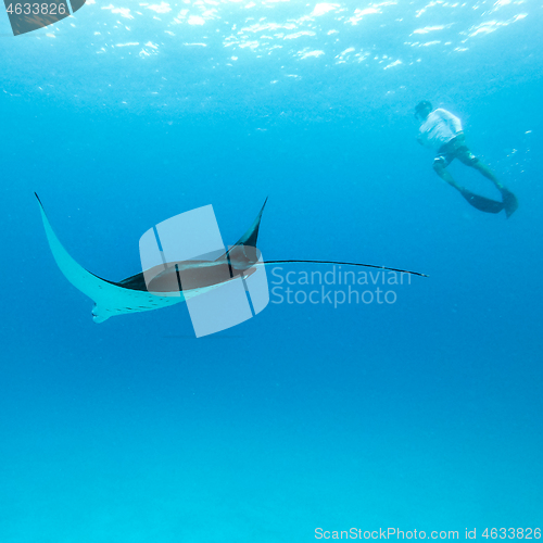 Image of Underwater view of hovering Giant oceanic manta ray, Manta Birostris , and man free diving in blue ocean. Watching undersea world during adventure snorkeling tour on Maldives islands.