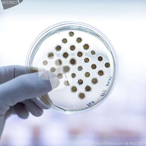 Image of Scientist growing bacteria in petri dishes on agar gel as a part of scientific experiment.