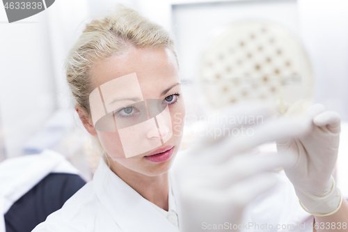 Image of Scientist growing bacteria in petri dishes on agar gel as a part of scientific experiment.