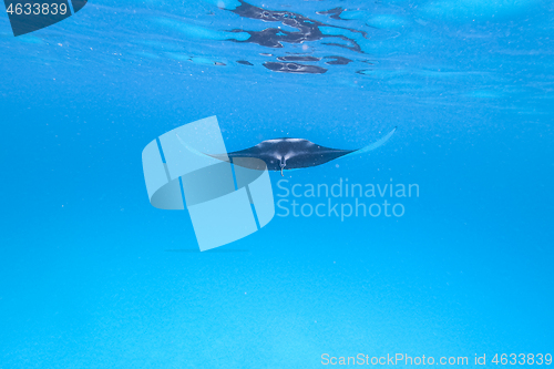 Image of Giant oceanic manta ray, Manta Birostris ,hovering in blue ocean on Maldives islands