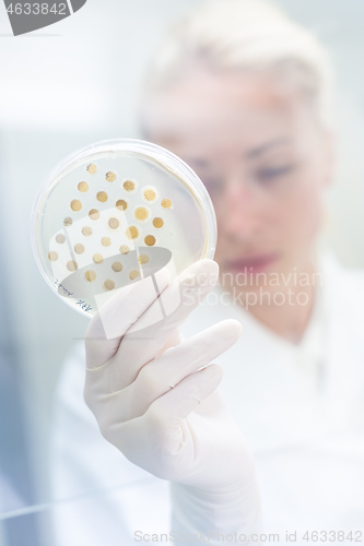 Image of Scientist growing bacteria in petri dishes on agar gel as a part of scientific experiment.