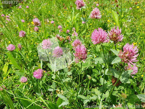 Image of Red flower clovers on green leaf background 