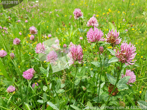 Image of Red flower clovers on green leaf background 