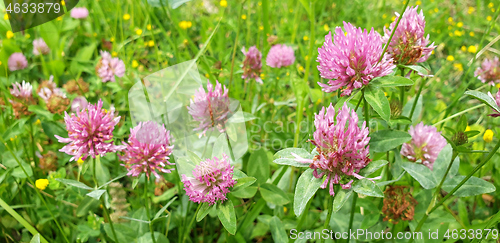 Image of Red flower clovers on green leaf background 