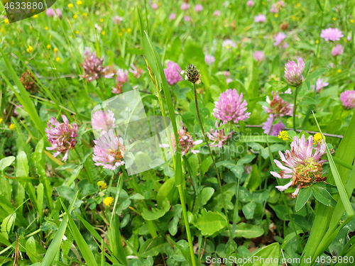 Image of Red flower clovers on green leaf background 