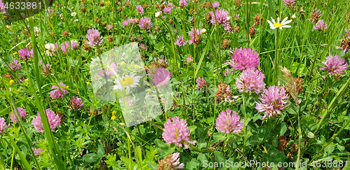 Image of Red flower clovers on green leaf background