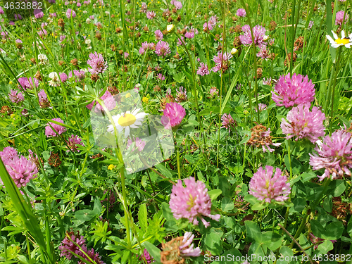 Image of Red flower clovers on green leaf background 