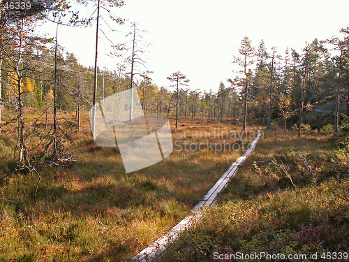 Image of Path in forrest