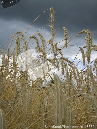 Image of Agriculture
