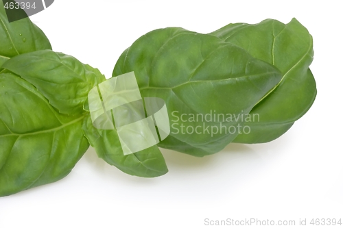Image of Basil leaf