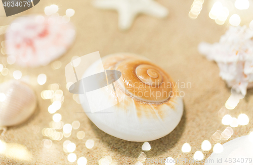 Image of seashells on beach sand