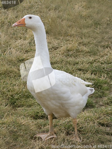 Image of Goose