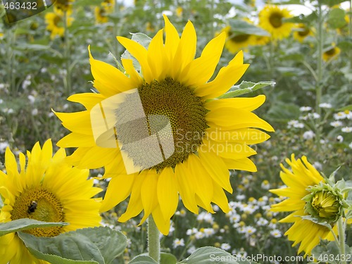 Image of Sunflower