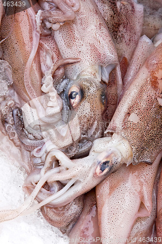 Image of Squid