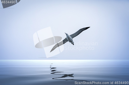 Image of Albatross bird over the sea