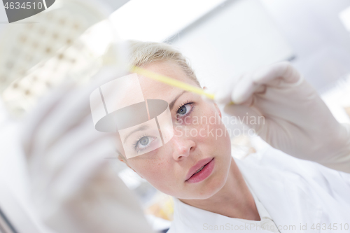 Image of Scientist growing bacteria in petri dishes on agar gel as a part of scientific experiment.