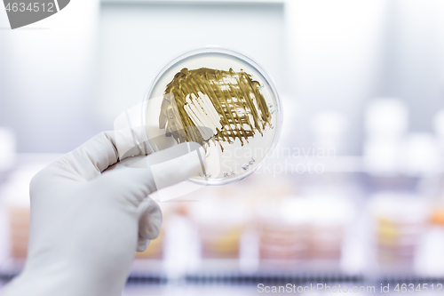 Image of Scientist growing bacteria in petri dishes on agar gel as a part of scientific experiment.