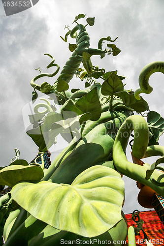 Image of Beanstalk