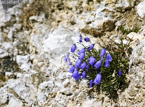 Image of Bell-flowers on a bare rock