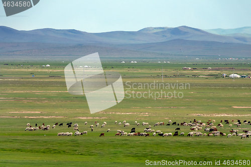 Image of Mongolia landscape with yurts and herds