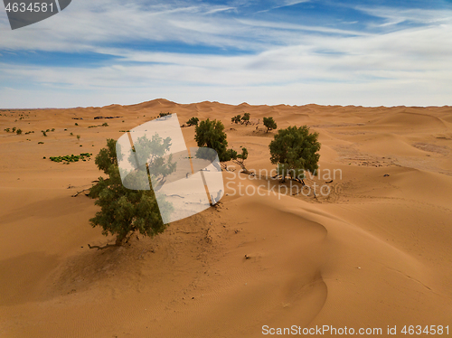 Image of Aerial view of trees in Sahara desert