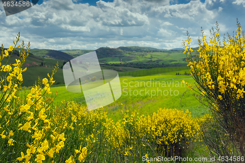 Image of Tuscany hills landscape with yellow flowers