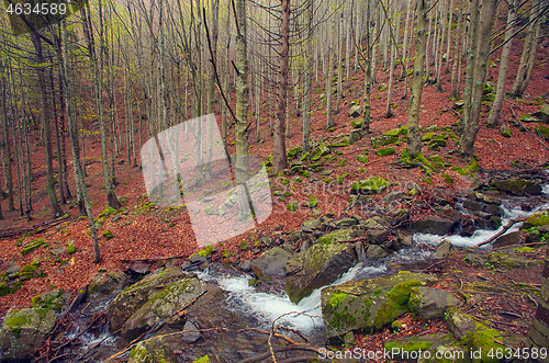 Image of Spring beech forest with a waterfall