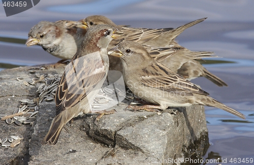 Image of House Sparrow. 